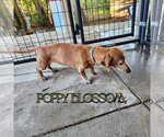 Small #1 Dachshund