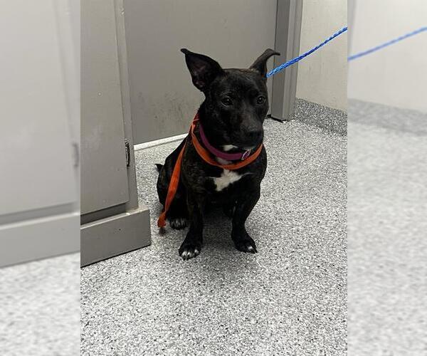 Medium Photo #1 American Pit Bull Terrier-Dachshund Mix Puppy For Sale in Pasadena, TX, USA