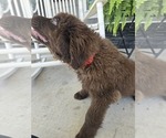 Small #4 Newfoundland