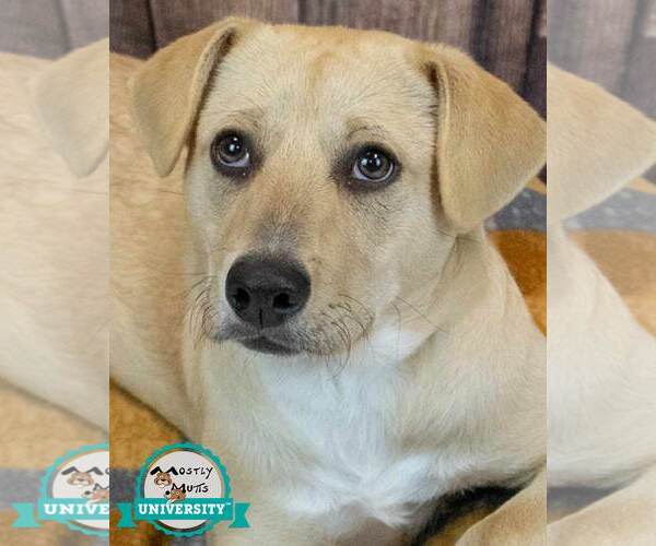 Medium Photo #1 Labrador Retriever-Retriever  Mix Puppy For Sale in Kennesaw, GA, USA