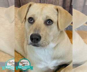 Labrador Retriever-Retriever  Mix Dogs for adoption in Kennesaw, GA, USA