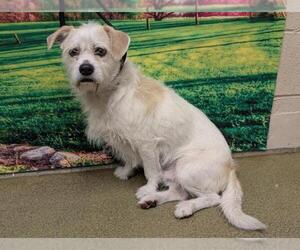 Mutt Dogs for adoption in Moreno Valley, CA, USA