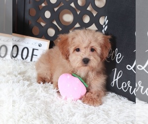 Maltipoo (Miniature) Puppy for Sale in MOUNT VERNON, Ohio USA