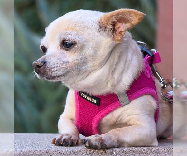 Medium Photo #8 Chihuahua Puppy For Sale in Chino Hills, CA, USA