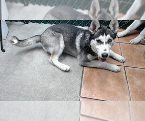 Siberian Husky Dogs for adoption in Downey, CA, USA