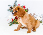 Small Photo #83 Cavalier King Charles Spaniel Puppy For Sale in WAKARUSA, IN, USA