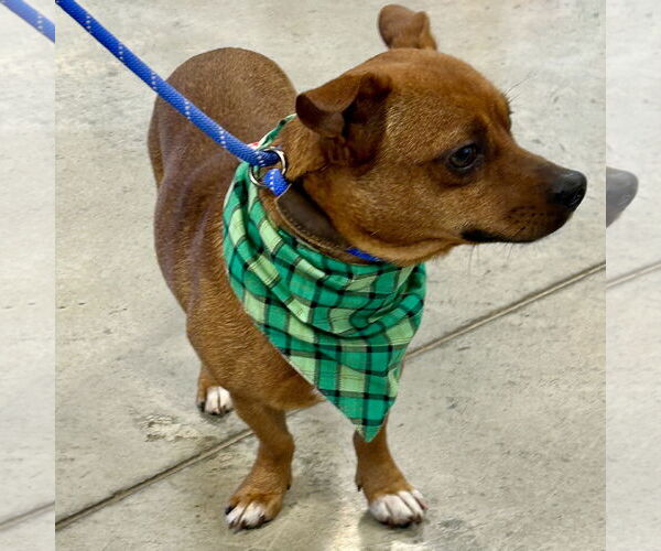 Medium Photo #3 Chiweenie Puppy For Sale in Batavia, OH, USA