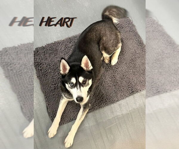 Medium Photo #4 Siberian Husky Puppy For Sale in Severn, MD, USA