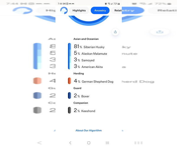 Medium Photo #6 Alusky Puppy For Sale in Bellingham, WA, USA