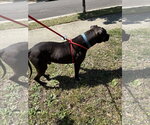 Small #3 American Pit Bull Terrier-Staffordshire Bull Terrier Mix