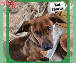 Small Photo #1 Dachshund-Unknown Mix Puppy For Sale in San Antonio, TX, USA