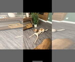 Small #2 Coonhound-Pointer Mix