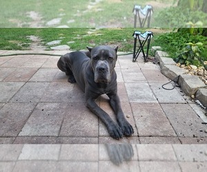Father of the Cane Corso puppies born on 04/15/2022