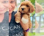 Small Photo #14 Goldendoodle Puppy For Sale in TOLEDO, OH, USA