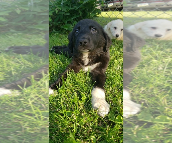 Medium Photo #3 Labrenees Puppy For Sale in CEDAR RAPIDS, IA, USA