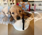 Small Photo #2 Golden Retriever Puppy For Sale in FARMINGTON, MN, USA
