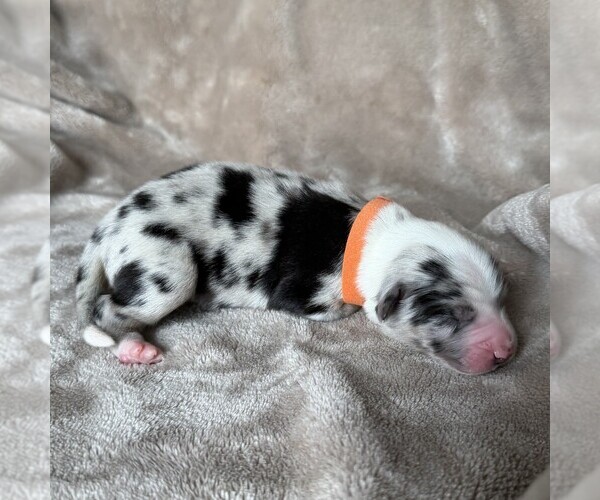 Medium Photo #3 Australian Shepherd Puppy For Sale in HENRICO, VA, USA