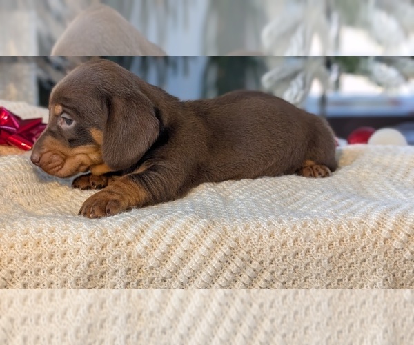 Medium Photo #10 Dachshund Puppy For Sale in GOSHEN, IN, USA