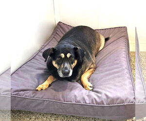 Mutt Dogs for adoption in Unionville, PA, USA