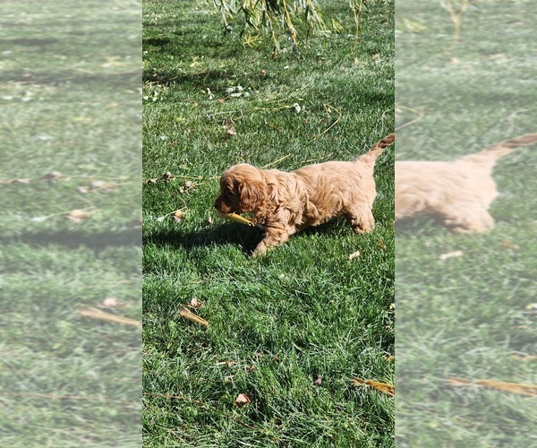 Medium Photo #14 Cavapoo mix (+ Poodle Miniature) Puppy For Sale in GREENWOOD, WI, USA