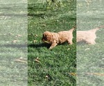 Small Photo #14 Cavapoo mix (+ Poodle Miniature) Puppy For Sale in GREENWOOD, WI, USA