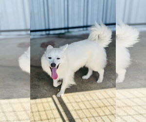 Mutt Dogs for adoption in Waldron, AR, USA