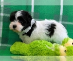 Small #4 Havanese