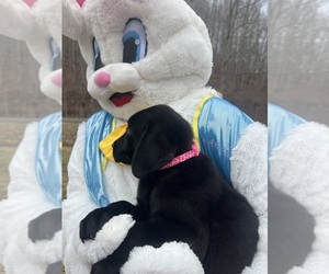 Labrador Retriever Puppy for sale in NEOLA, WV, USA