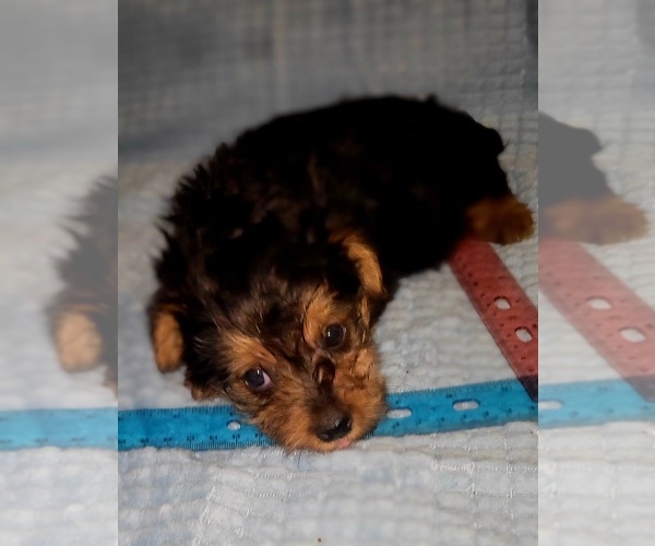 Medium Photo #264 Yorkshire Terrier Puppy For Sale in AKRON, OH, USA