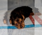 Small Photo #325 Yorkshire Terrier Puppy For Sale in AKRON, OH, USA