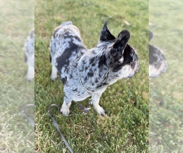 Medium Photo #2 French Bulldog Puppy For Sale in COLORADO SPRINGS, CO, USA