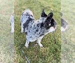 Small #1 French Bulldog
