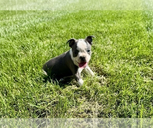 Medium Photo #3 Boston Terrier Puppy For Sale in BREMEN, IN, USA