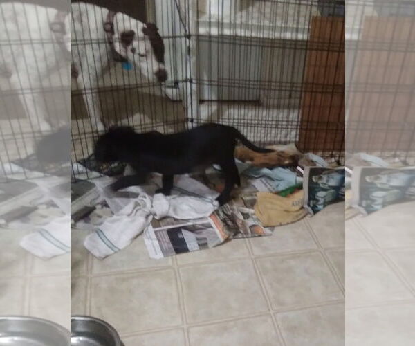 Medium Photo #4 Mutt Puppy For Sale in Royse City, TX, USA