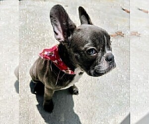 French Bulldog Puppy for sale in CLEARWATER, FL, USA