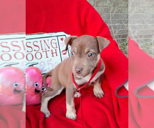 Medium Photo #2 Boxador Puppy For Sale in Missouri City, TX, USA