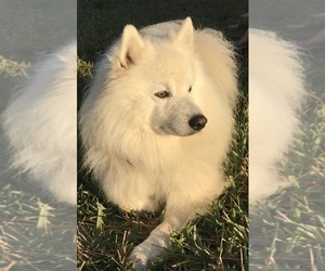 Father of the American Eskimo Dog puppies born on 06/04/2019