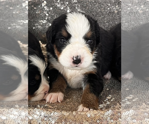 Medium Photo #1 Bernese Mountain Dog Puppy For Sale in SCHOHARIE, NY, USA