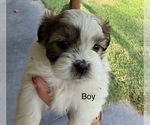 Small #1 Shih Tzu