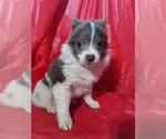 Small Photo #2 Pomeranian Puppy For Sale in SCOTTVILLE, MI, USA