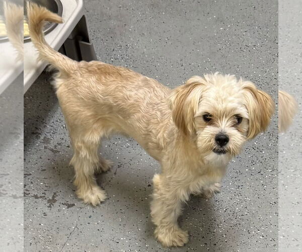 Medium Photo #3 Shih Tzu Puppy For Sale in Boca Raton, FL, USA