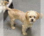 Small #2 Shih Tzu