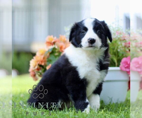 Medium Photo #4 Border Collie Puppy For Sale in QUARRYVILLE, PA, USA