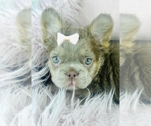 French Bulldog Puppy for sale in MIAMI, FL, USA