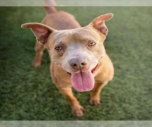 *PACO - Male Mutt Dog for Adoption - Photo #2