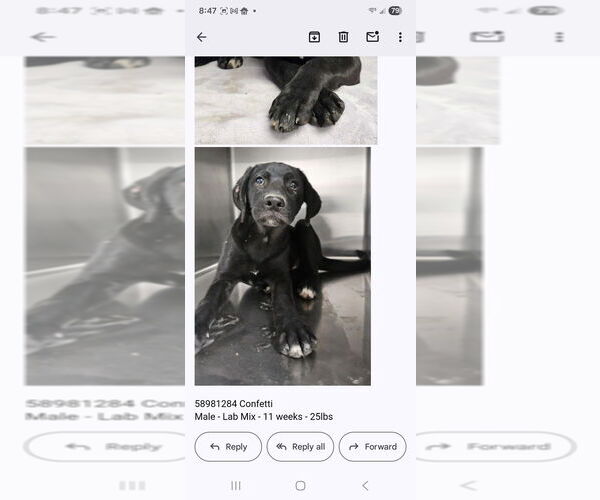 Medium Photo #2 Labrador Retriever Puppy For Sale in Lakewood, CO, USA