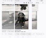 Small #1 Labrador Retriever