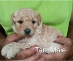 Puppy 9 Goldendoodle-Poodle (Miniature) Mix