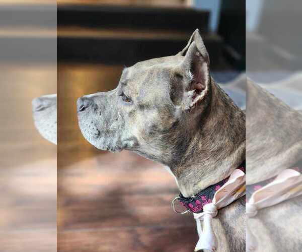 Medium Photo #2 American Pit Bull Terrier-American Staffordshire Terrier Mix Puppy For Sale in Wenonah, NJ, USA