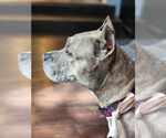 Small #1 American Pit Bull Terrier-American Staffordshire Terrier Mix